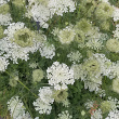 Habitusfoto Daucus carota